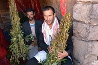 تجارة القات في اليمن: في ازدهار رغم انهيار الاقتصاد